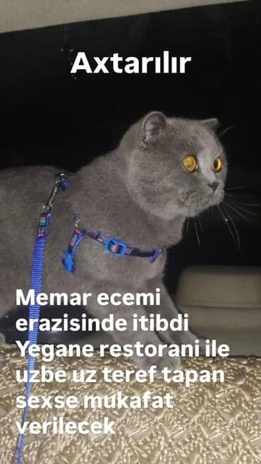 Elan: İtmiş pişik axtarılır - Məkan: Memar Əcəmi ərazisi - Təsvir