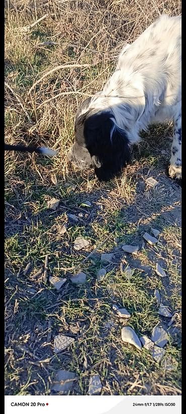 Satışda təmiz qan Setr (English Setter) itləri. - Cins: Setr - — 1