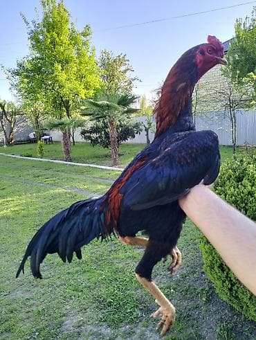 cücə yemi: Cücələr – Uzunboyun, qırmızı-qara rəngli cinsi xoruz - Növ — 4