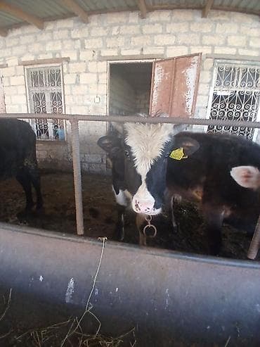 Телята: Super kök erkək danalardı kom satılır real alıcıya endirim oluncaq — 4