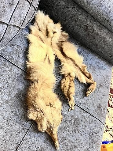 kurklər: Kürk, rəng - Bej — 2