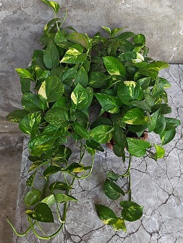 otaq yoldawi: Epipremnum aureum “Golden Pothos” – sarı-yaşıl əlvan yarpaqlı, asma və — 1
