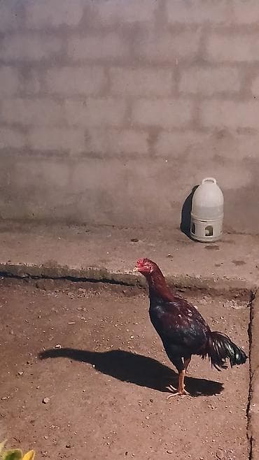 xoruz davasi: Salam 65 deyilir endirim olar 10 ayliq dir 11 e az qalibdir nomreme — 5