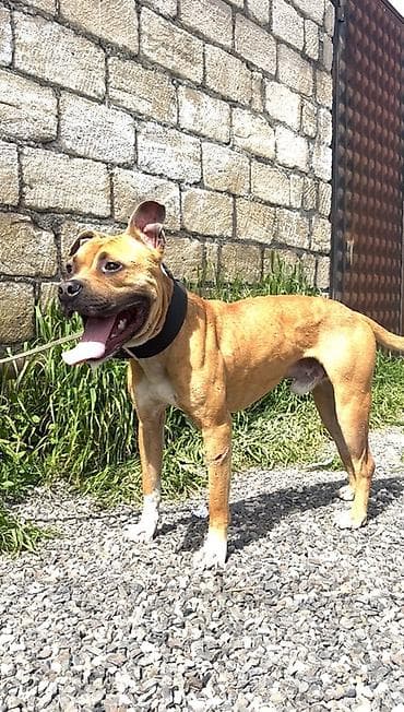 balaca dana: Pitbul, 1 il, Erkek — 10