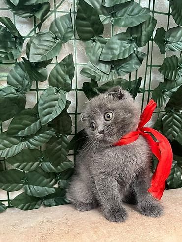 pişiy: Şotland yastı qulaq — 2