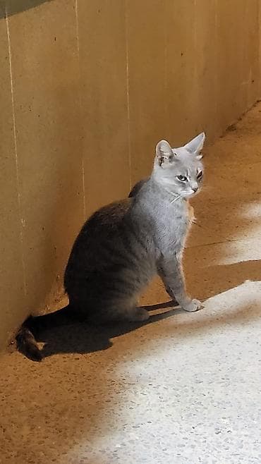 Tabbi, Dişi, Yaxşı əllərə, Ünvandan götürmə, Pulsuz çatdırılma lalafo.az -da Tabbi, Dişi, Yaxşı əllərə, Ünvandan götürmə, Pulsuz çatdırılma