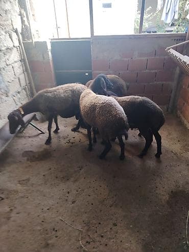 balalı qoyun: Dişi, Qala, il: 1, 55 kq, Damazlıq, Ünvandan götürmə — 2