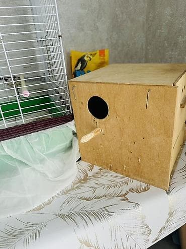 qoyun yemi: Sevimli “Lovebird” (Nerazlucnik) cütlüyü – tam dəst Məhsul tərkibi: - — 1