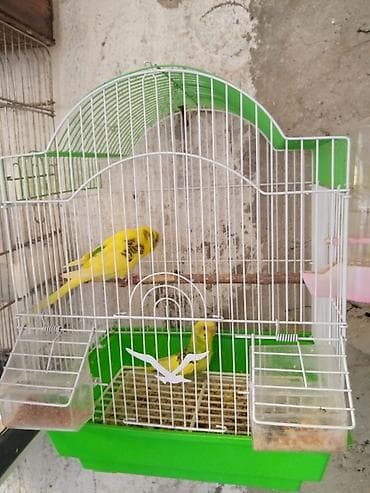 it davasi 2019: Sari quslar cüt 40 Azn — 5