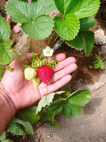 gül toxumları satışı: Çiyələk fidanları – məhsuldar, iri və şirinmeyvəli sort - Şəkillərdə — 7