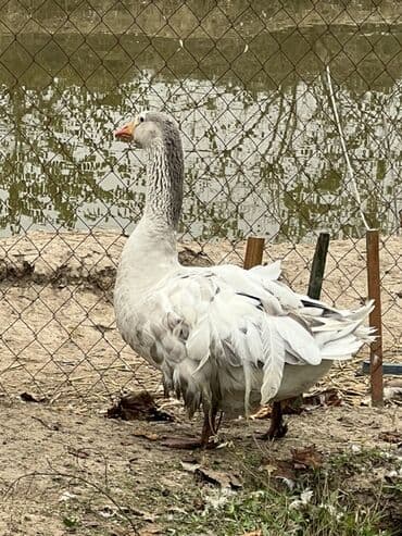 Ferrari: Qaz yumurtası - Növ: Ev şəraitində bəslənən qazlardan toplanmış təbii — 2