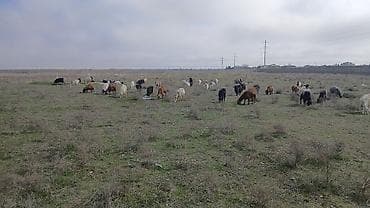 Gəmiricilər: Qoyun-keçi sürüsü satılır fermada islemey ucun ale lazimdi qalmaga — 1