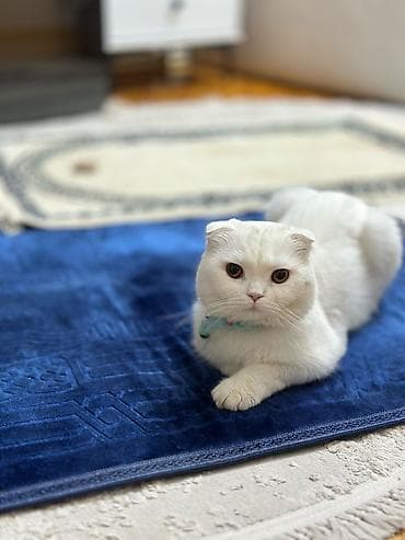 Şotland yastı qulaq, Erkək, Yaxşı əllərə lalafo.az -da Şotland yastı qulaq, Erkək, Yaxşı əllərə