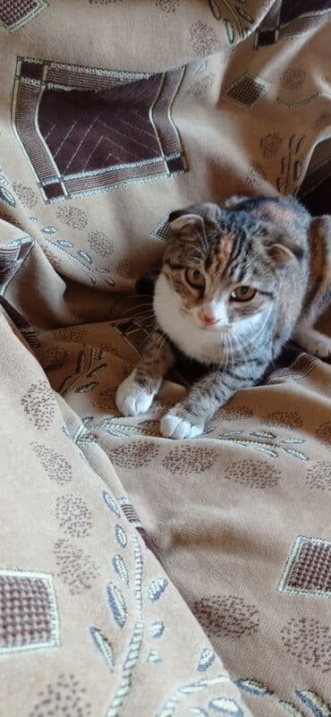 etibarli əllərə pişik: Şotland yastı qulaq — 2