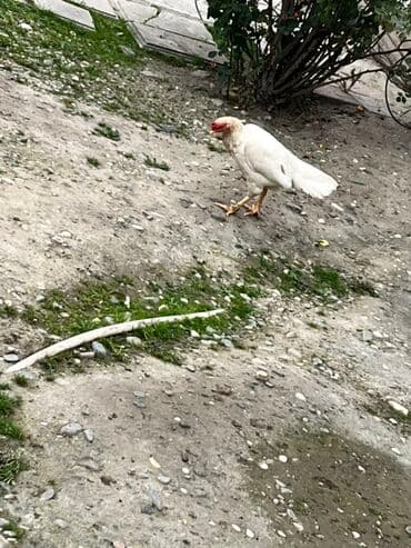 ari ramkasi satisi: Toyuq, Ətlik — 5