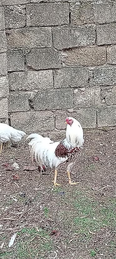 karella qus: Toyuqlar — 4