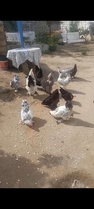 bildircin yumurtası satilir: 3 xoruz brama fereleride var qarasida asvalt rengide 10 qara toyug — 1