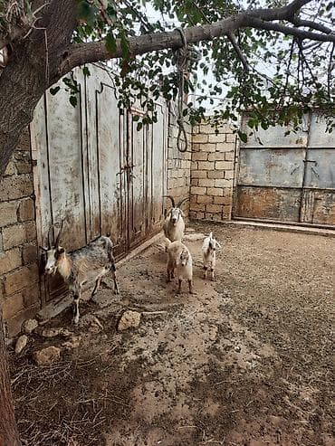 keci satisi: Qoyun-keçi təsərrüfatı üçün anaç keçilər və balalar paketi - Növ — 3