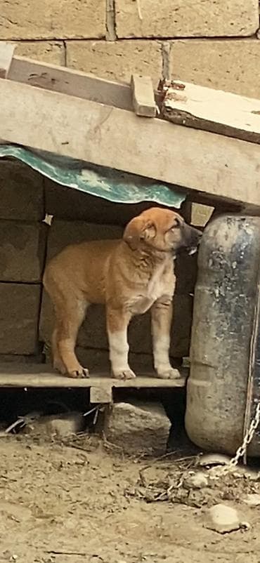 balaca ag itler: 2 ay, Dişi — 3