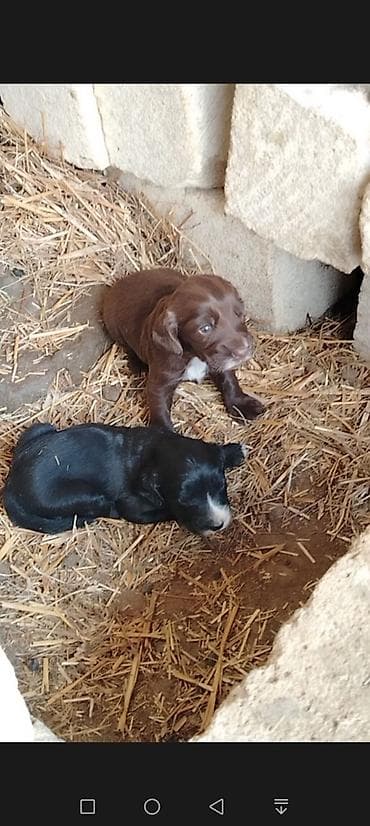 simmental ineklerin satisi: Satilir anasi ispanel atasi settterdir 25 gunlukdur ikiside disidi — 2