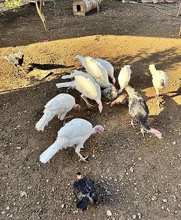 heyvan bazari keci: Erkək, Damazlıq, Ünvandan götürmə — 4