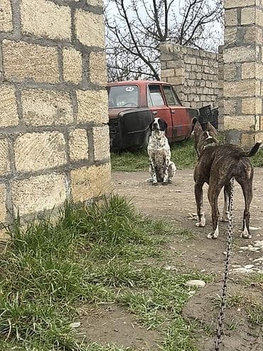 itler ucun qurd dermani: Pitbul, 11 ay, Dişi, Ödənişli çatdırılma — 6