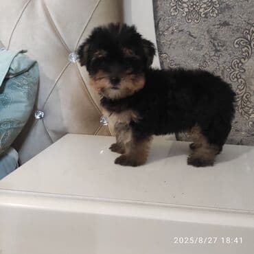 itler bala: Yorkşir teryer — 20