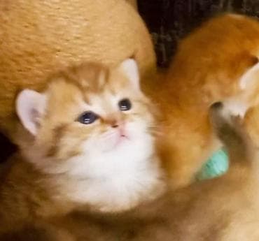 shotland pisik: Britan, Erkək, Dişi, Yaxşı əllərə, Ünvandan götürmə — 1