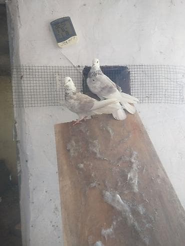 tisbaga sekli: Kom şekilde sahiblendirilir — 1