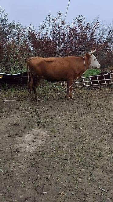 ağdam xoruzu gence: Dişi, il: 6, Damazlıq, Ünvandan götürmə — 1