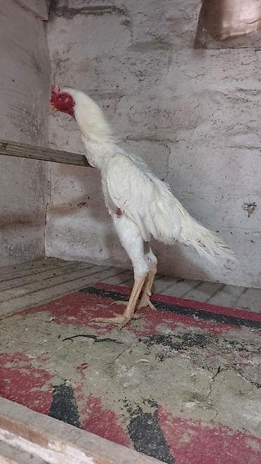 С/х животные и товары: Razılaşma yolu ilə — 1