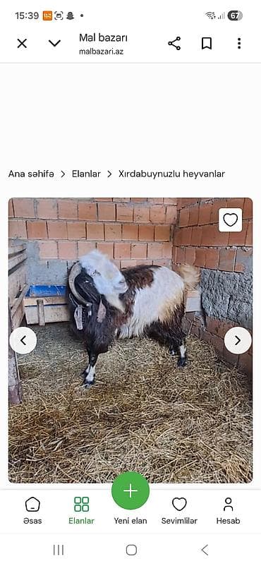 keçi: Keçi istiyen olsa yazın damazlıq da sata bilerik kesimek istiyen — 2