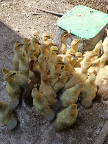 Audi: Temiz qan lavada ordey balaları datilir — 5