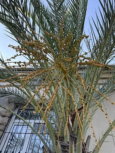 palma ağacı: Xurma palması (Phoenix dactylifera) - Növ: Xurma palması — 4