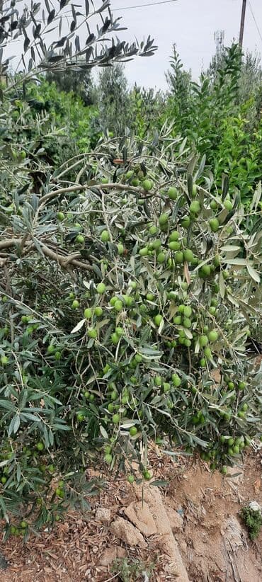 karopka yagi qiymeti: Həyət Zeytunu- 1Kq 2 AZN. Hazır Zeytun Şorabası- 1 Balon 10 AZN — 3