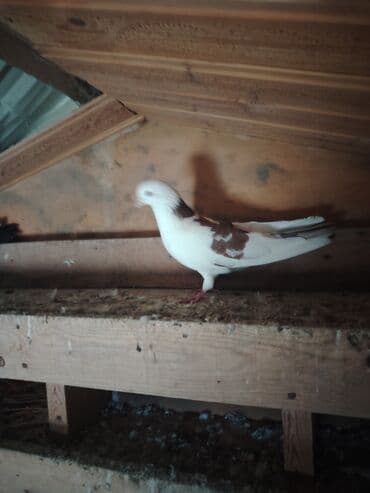 домик для собак: Məhsul: Qabılqa (ev göyərçinləri) qrupu Təsvir: - Şəkillərdə ağ — 10