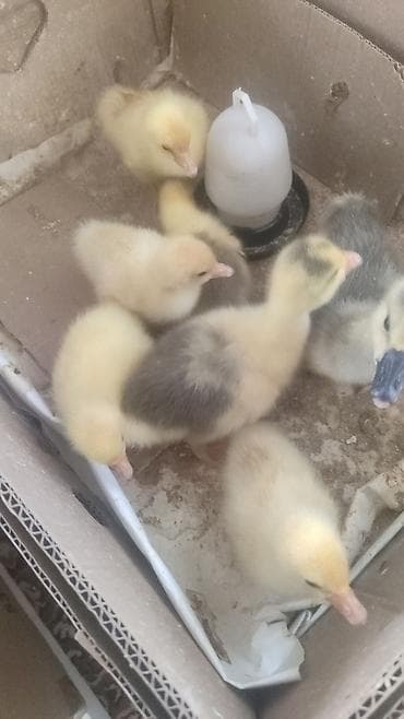 cucə və xoruz təmsil: Gaz balaları 15 günlük — 1