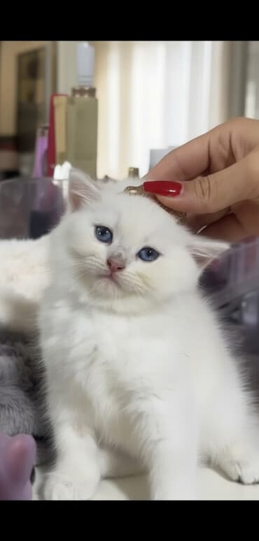 bala it satışı: Dişi, Yaxşı əllərə, Pulsuz çatdırılma — 1