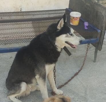 xaski it: Xaski, 2 il, Erkek, Ünvandan götürmə — 3