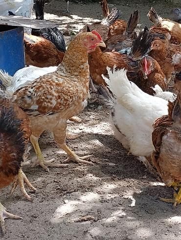 ağ xaski: Məhsul: Yerli tam sağlam kənd toyuqları 3aylıq bütün vitaminləri — 3