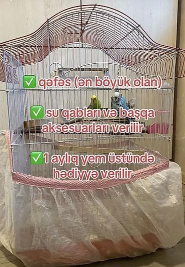 karella quş: Məhsul: 2 ədəd tutuquşu (dişi və erkək) – Bakı şəhəri Paketə — 4