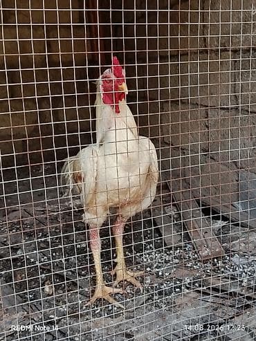 satdig quslar: Ağ rəngli xoruz 11 aylig xoruz du heç bir prablemi yoxdu vaksinləri — 2