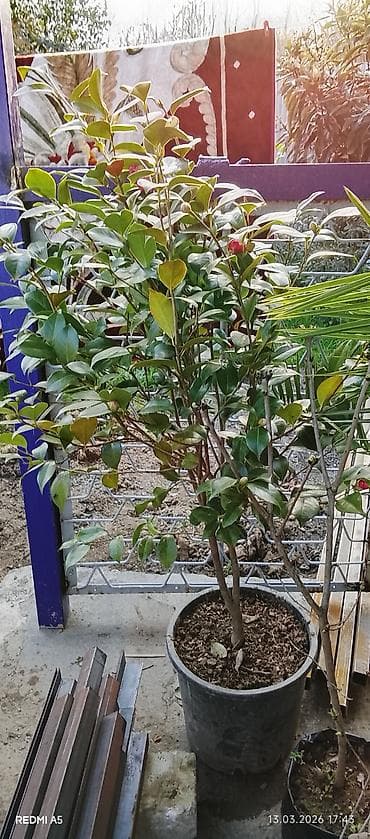 ev dekor: Satılır: dekorativ qapalı/açıq məkan bitkiləri - Saksıda sikas (Cycas — 6