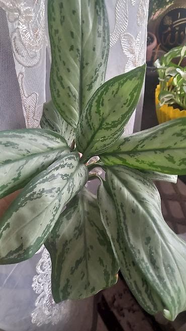 ev gülleri ve adlari: Otaq bitkiləri seti – müxtəlif nadir sortların şlam və balaca — 6