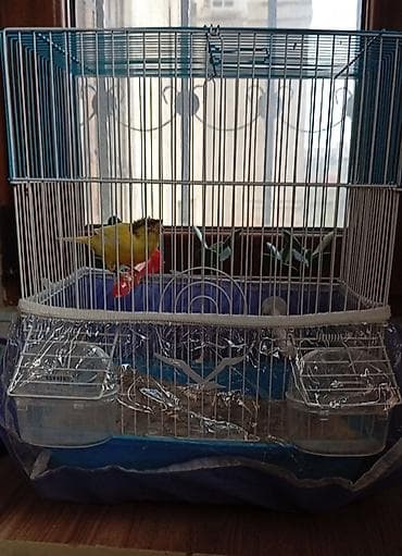 heyvanlar ucun bit dermani: Bülbül 3_4 ayliq dişidir təkdi başqasi yoxdu Qəfəslə birlikdə 70 manat — 3