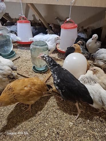 cücə satışı 2023: Toyuq cücələri, Ətlik — 1