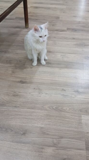 Gəmiricilər: Türk anqora, Yaxşı əllərə — 2