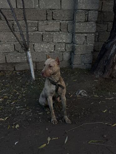 pitbull balası: Pitbul, 1 il, Dişi, Peyvəndli — 4