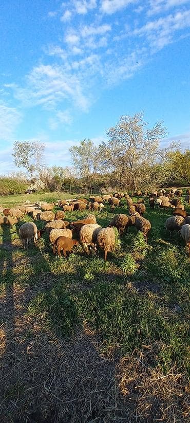 heyvan satisi: Evella salam 200 baş qoyunu quzlu heyvan satlir isdyen elaqe saxliyib — 4