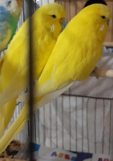 it davasi 2019: Sarı cüt çhex popuqay satılır — 2